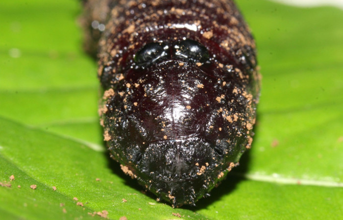 Figura 21. Pupa <i>Eacles janzeni</i> (Saturniidae), color café, posición frontal, mide 54 mm aproximadamente. Planta hospedera <i>Panopsis costaricensis</i> (Arecaceae). Voucher: 17-SRNP-32314-DHJ740688.jpg.