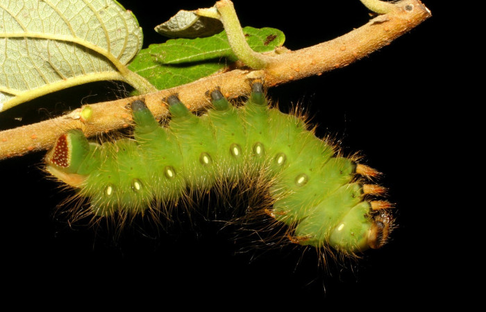 Figura 25. Larva <i>Eacles</i>imperialisDHJ01 (Saturniidae), color verde, posición lateral de cabeza, mide 57 mm aproximadamente. Planta hospedera <i>Trema micrantha</i> (Cannabaceae). Voucher: 06-SRNP-4773-DHJ410734.jpg