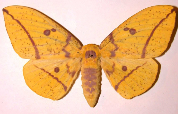 Figura 29. Adulto <i>Eacles</i> imperialisDHJ01 (Saturniidae):(Saturniidae). color amarillo, abdomen color amarillo, con unas manchas café, posición dorsal, mide 138 mm aproximadamente. Voucher: 02-SRNP-6972-DHJ36324.