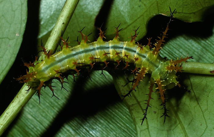 Figura 3. Larva <i>Eacles janzeni</i> (Saturniidae), color verde amarillento con una línea verde oscuro en el dorso, posición dorsal, tercer estadio, mide 26 mm aproximadamente. Planta hospedera <i>Prunus annularisi</i> (Arecaceae). Voucher: 03-SRNP-4225-DHJ73131.jpg.