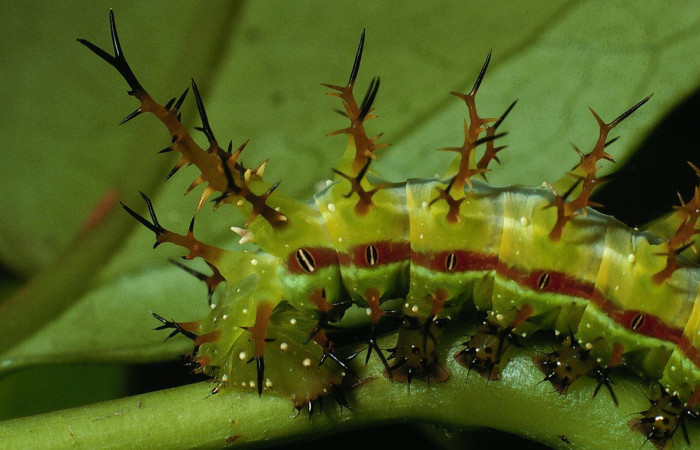 Figura 4. Larva <i>Eacles janzeni</i> (Saturniidae), color verde amarillento con una línea roja en los laterales, posición lateral, parte trasera tercer estadio, mide 26 mm aproximadamente. Planta hospedera <i>Prunus annularisi</i> (Arecaceae). Voucher: 03-SRNP-4225-DHJ73136.jpg.
