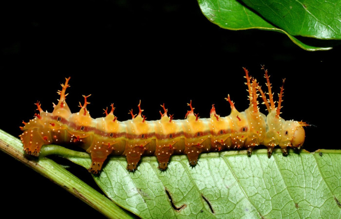 Figura 5. Larva <i>Eacles janzeni</i> (Saturniidae), color amarillo con una línea roja en los laterales, posición lateral, cuarto estadio, mide 50 mm aproximadamente. Planta hospedera <i>Prunus annularisi</i> (Arecaceae). Voucher: 09-SRNP-56205-DHJ460118.jpg