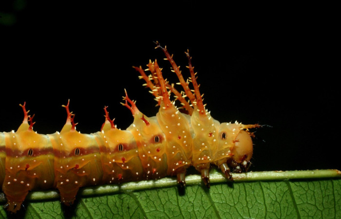 Figura 6. Larva <i>Eacles janzeni</i> (Saturniidae), color amarillo con una linea roja en los laterales, posición lateral cuello, cuarto estadio, mide 50 mm aproximadamente. Planta hospedera <i>Prunus annularisi</i> (Arecaceae). Voucher: 09-SRNP-56205-DHJ460134.jpg.