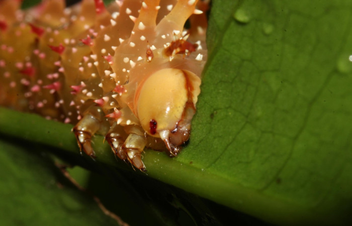  Figura 8. Larva <i>Eacles janzeni</i> (Saturniidae), color amarillo con una línea roja en los laterales, posición frontal lateral, cuarto estadio, mide 50 mm aproximadamente. Planta hospedera <i>Prunus annularisi</i> (Arecaceae). Voucher: 17-SRNP-32314-DHJ740532.jpg.
