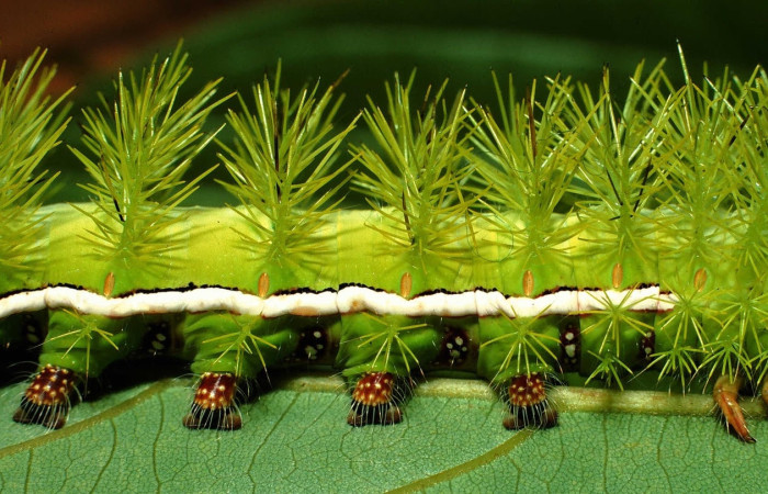 Fig.11 Larva <i>Automeris rubrescens</i>, (Saturniidae), se alimenta  <i>Lonchocarpus heptaphyllus</i>, (Fabaceae), mostrando la parte lateral central. Voucher: 01-SRNP-1751-DHJ57795.jpg.