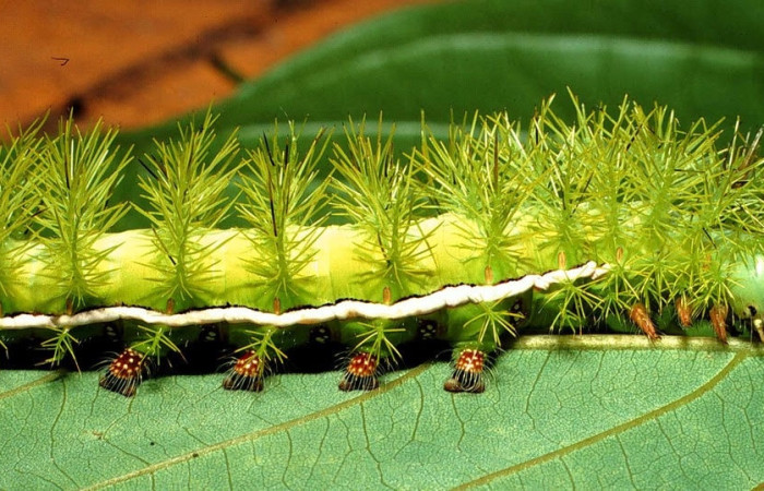 Fig.12 Larva <i>Automeris rubrescens</i>, (Saturniidae), se alimenta  <i>Lonchocarpus heptaphyllus</i>, (Fabaceae), mostrando la parte lateral entero. Voucher: 01-SRNP-1751-DHJ57796.jpg.
