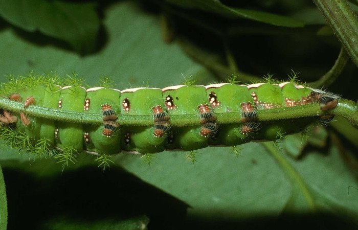 Fig.13 Larva <i>Automeris rubrescens</i>, (Saturniidae), se alimenta  <i>Serjania schiedeana</i>, (Sapindaceae), mostrando la parte ventral entero. Voucher: 03-SRNP-30031-DHJ80695.jpg.