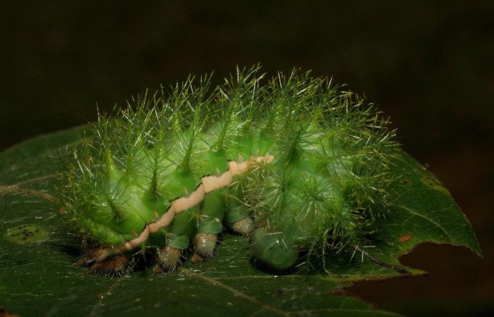 Fig.16 Prepupa <i>Automeris rubrescens</i>, (Saturniidae), se alimenta  <i>Mimosa watsonii</i>, (Fabaceae), mostrando la parte lateral entero. Voucher: 05-SRNP-70382-DHJ409903.jpg.