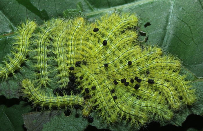 Fig.17 Prepupa <i>Automeris rubrescens</i>, (Saturniidae), se alimenta  <i>Lantana camara</i>, (Verbenaceae), mostrando la parte lateral entero. Voucher: 15-SRNP-70051-DHJ726727.jpg.