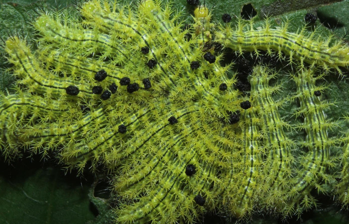 Fig.18 Prepupa <i>Automeris rubrescens</i>, (Saturniidae), se alimenta  <i>Lantana camara</i>, (Verbenaceae), mostrando la parte lateral entero. Voucher: 15-SRNP-70051-DHJ726728.jpg.