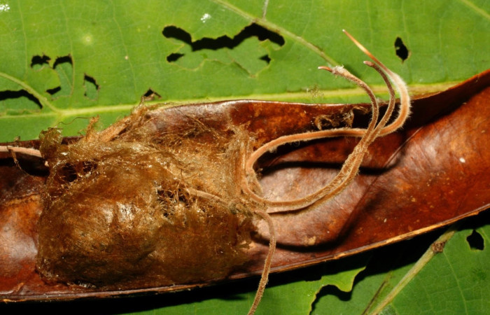 Fig.19 Restos de larva <i>Automeris rubrescens</i>, parasitada por hongo.  Voucher: 08-SRNP-72758-DHJ457696.jpg, familia (Fungus), se alimenta  <i>Carapa guianensis</i>, (Meliaceae).