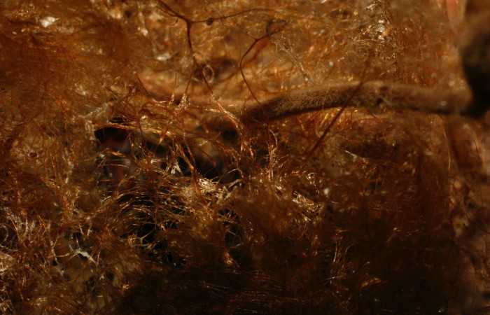 Fig.20 Restos de larva <i>Automeris rubrescens</i>, parasitada por hongo.  Voucher: 08-SRNP-72758-DHJ457702.jpg, familia (Fungus), se alimenta  <i>Carapa guianensis</i>, (Meliaceae).