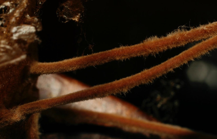 Fig.21 Restos de larva <i>Automeris rubrescens</i>, parasitada por hongo.  Voucher: 08-SRNP-72758-DHJ457703.jpg, familia (Fungus), se alimenta  <i>Carapa guianensis</i>, (Meliaceae).