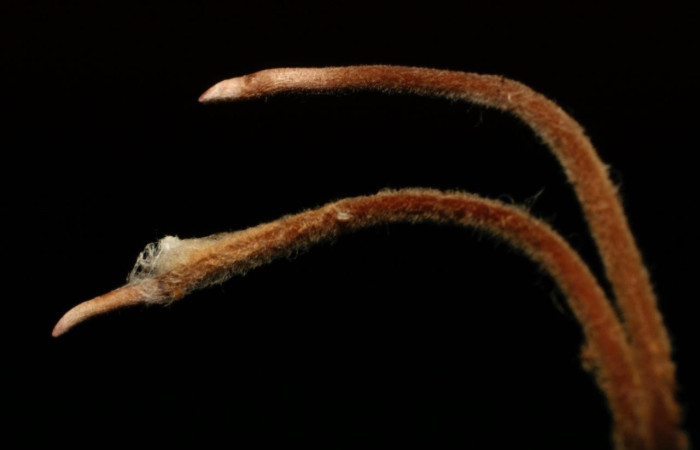 Fig.22 Restos de larva <i>Automeris rubrescens</i>, parasitada por hongo.  Voucher: 08-SRNP-72758-DHJ457702.jpg., familia (Fungus), se alimenta  <i>Carapa guianensis</i>, (Meliaceae).