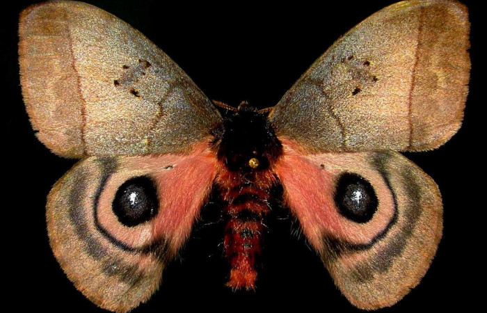 Fig.23 Adulto <i>Automeris celata</i>, Saturniidae, macho mostrando la parte dorsal. Voucher: 97-SRNP-6417-DHJ31054.