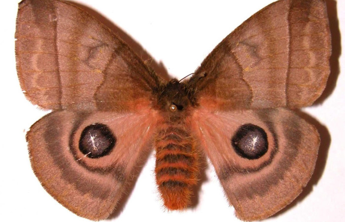 Fig.25 Adulto <i>Automeris celata</i>, Saturniidae, hembra mostrando la parte dorsal. Voucher: 99-SRNP-5294-DHJ36174.
