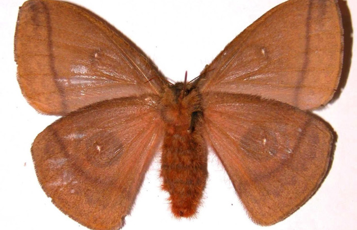 Fig.26 Adulto <i>Automeris celata</i>, Saturniidae, hembra mostrando la parte ventral. Voucher: 99-SRNP-5294-DHJ36175.