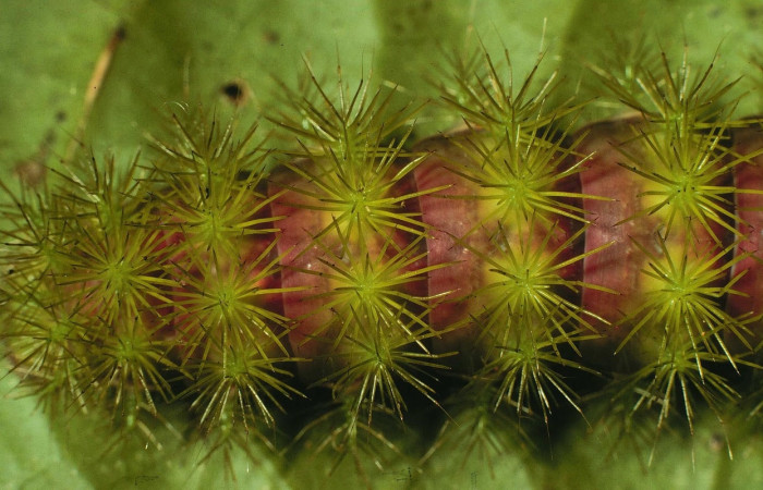 Fig.27 Larva <i>Automeris celata</i>, (Saturniidae), se alimenta  <i>Adelia triloba</i>, (Euphorbiaceae), mostrando la parte dorsal trasero. Voucher: 97-SRNP-6419-DHJ43527.jpg.