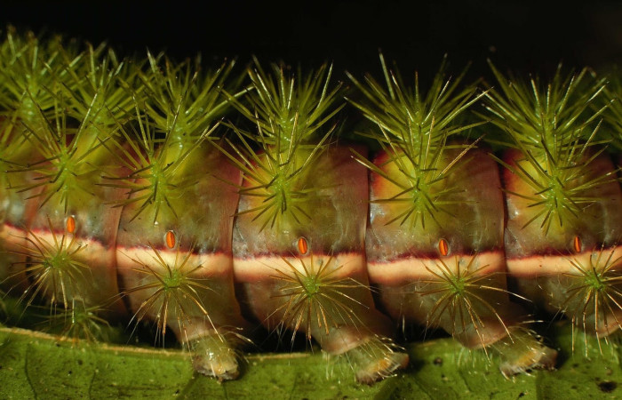 Fig.28 Larva <i>Automeris celata</i>, (Saturniidae), se alimenta  <i>Adelia triloba</i>, (Euphorbiaceae), mostrando la parte lateral central. Voucher: 97-SRNP-6419-DHJ43528.jpg.