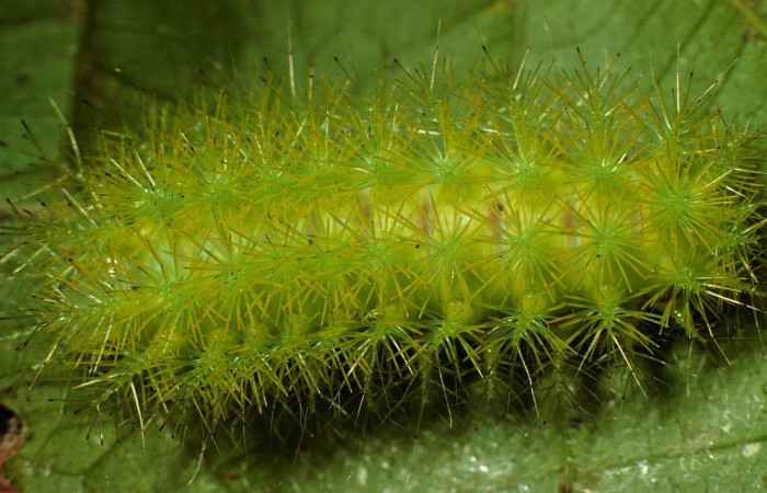 Fig.29 Larva <i>Automeris celata</i>, (Saturniidae), se alimenta  <i>Adelia triloba</i>, (Euphorbiaceae), mostrando la parte dorsal entero. Voucher: 97-SRNP-6419-DHJ43531.jpg.