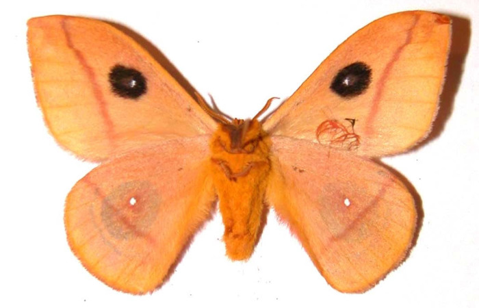 Fig.2 Adulto <i>Automeris rubrescens</i>, Saturniidae, macho mostrando la parte ventral. Voucher: 01-SRNP-1751-DHJ36203.