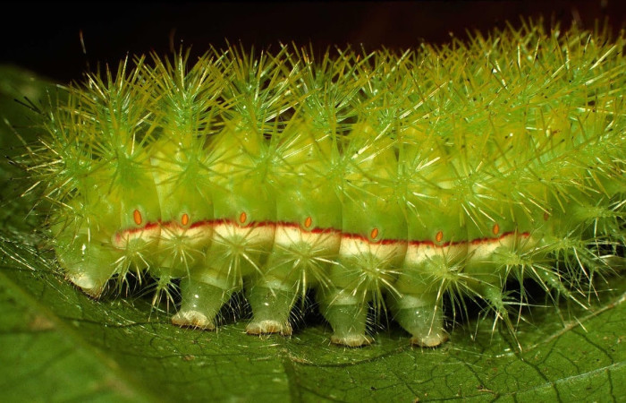 Fig.31 Larva <i>Automeris celata</i>, (Saturniidae), se alimenta  <i>Adelia triloba</i>, (Euphorbiaceae), mostrando la parte lateral central. Voucher: 97-SRNP-6419-DHJ43539.jpg.