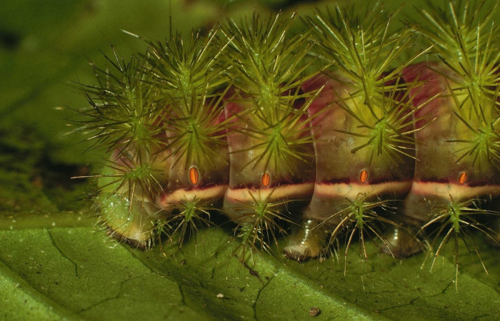 Fig.33 Larva <i>Automeris celata</i>, (Saturniidae), se alimenta  <i>Adelia triloba</i>, (Euphorbiaceae), mostrando la parte lateral trasero. Voucher: 97-SRNP-6419-DHJ43551.jpg.