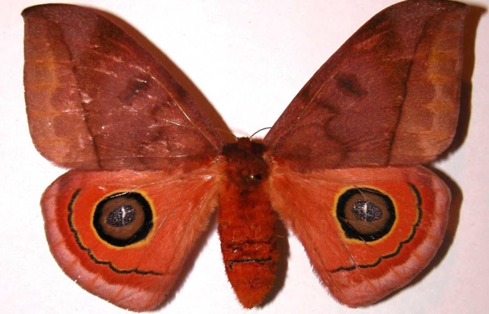 Fig.3 Adulto <i>Automeris rubrescens</i>, Saturniidae, hembra mostrando la parte dorsal. Voucher: 02-SRNP-27058-DHJ36112.