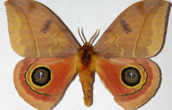 Fig.5 Adulto <i>Automeris rubrescens</i>, Saturniidae, macho mostrando la parte dorsal. Voucher: 05-SRNP-70365-DHJ347816.