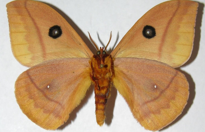 Fig.6 Adulto <i>Automeris rubrescens</i>, Saturniidae, macho mostrando la parte ventral. Voucher: 05-SRNP-70365-DHJ347817.