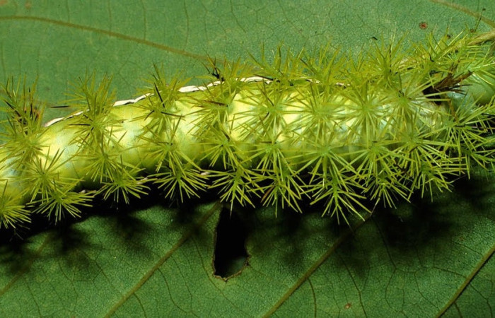 Fig.7 Larva <i>Automeris rubrescens</i>, (Saturniidae), se alimenta  <i>Lonchocarpus heptaphyllus</i>, (Fabaceae), mostrando la parte dorsal entero. Voucher: 01-SRNP-1751-DHJ57788.jpg.
