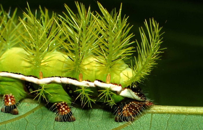 Fig.9 Larva <i>Automeris rubrescens</i>, (Saturniidae), se alimenta  <i>Lonchocarpus heptaphyllus</i>, (Fabaceae), mostrando la parte lateral trasero. Voucher: 01-SRNP-1751-DHJ57791.jpg.