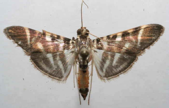 Fig 9. Adulto <i>Spilomela discordens</i>. familia Crambidae, vista dorsal, en alas abiertas mide 23 mm. Voucher 07-SRNP-113787-DHJ623751.jpg