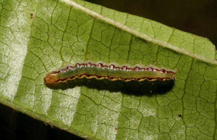 Fig 3. Larva <i>Spilomela discordens</i>. familia Crambidae, en último estadio, vista dorsal entero, mide 20 mm de largo,Estación Biológica Caribe. Voucher 09-SRNP-40744-DHJ459393.jpg.