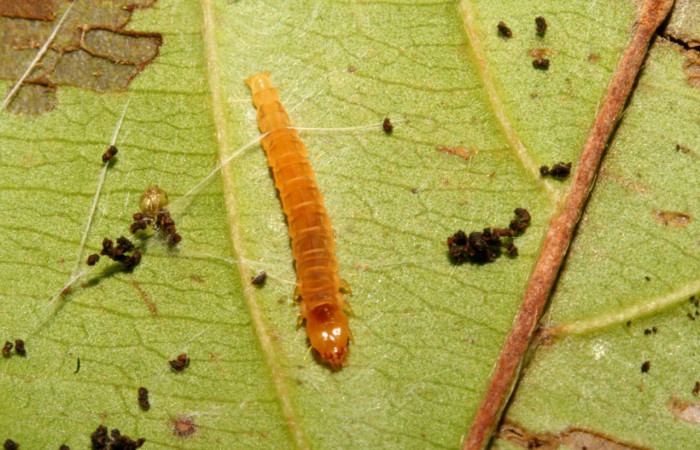 Fig 1. Larva <i>Spilomela discordens</i>. familia Crambidae en penúltimo estadio, vista de frente, mide 10 mm de largo, Estación Biológica Caribe.  Voucher 11-SRNP-43025-DHJ497118.jpg