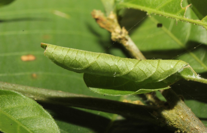 Fig. 16. Enrollado de hoja( casita) que hace larva <i>Spilomela pantheralis</i>. para protegerse de los depredadores. Voucher 14-SRNP-70951-DHJ722982.jpg.