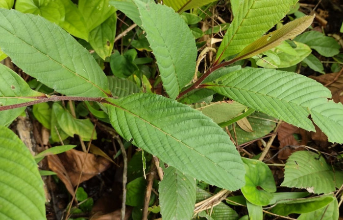 Fig 5. Planta hospedera <i>Tetracera hydrophila</i>, familia Dilleniaceae, especie de planta crece 1 metro de altura y se extiende  encima de otros arbustos. Estación Biológica Llanura. Foto, Cirilo Umaña D. 26/08/2024.