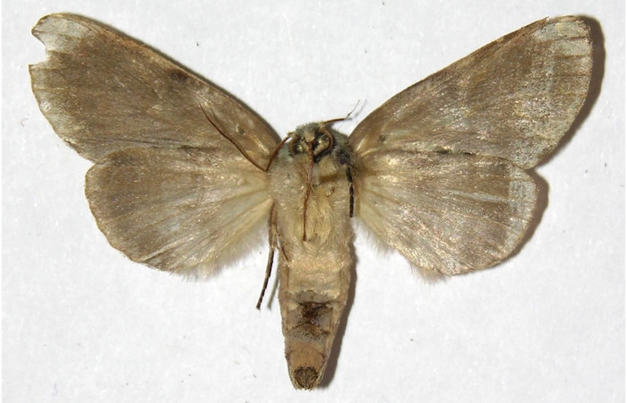 Figura 4. Adulto de <i>Luca</i> lividaDHJ01 (hembra), vista ventral. (00-SRNP-10828-DHJ311675).