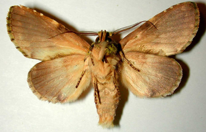 Figura 2. Adulto de <i>Luca</i> lividaDHJ01 (macho), vista ventral. (00-SRNP-1996-DHJ32807).