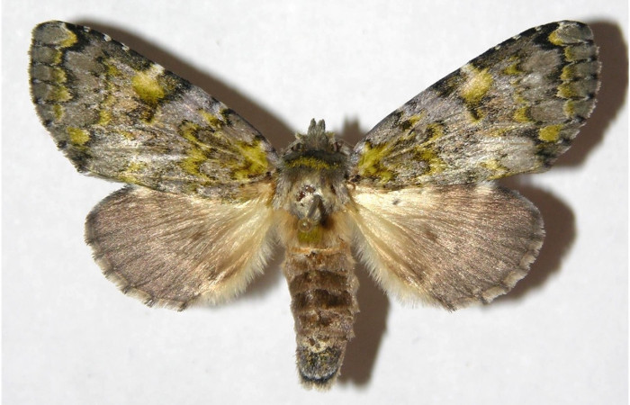 Figura 3. Adulto de <i>Luca</i> lividaDHJ01  (hembra), vista dorsal. (00-SRNP-1998-DHJ311670).