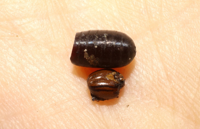 Figura 12. Pupario  de (mosca) de la familia Tachinidae, <i>Lespesia</i> Janzen30, parásito en larva <i>Luca livida</i>. (09-SRNP-31663-DHJ470018).