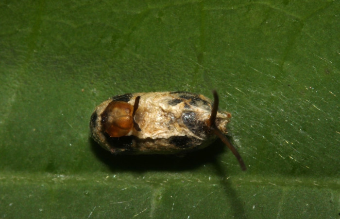 Figura 13. Capullo de avispas de la familia Ichneumonidae., <i>Microcharops</i> Janzen34, parásito en larva <i>Luca livida</i>. (12-SRNP-31352-DHJ485759).