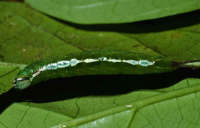 Figura 7 Larva <i>Luca livida</i>,  Notodontidae, vista dorsal. (99-SRNP-932-DHJ50315.
