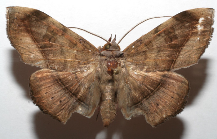 Fig. 24. Adulto de <i>Argidia</i> Poole05DHJ02  (Erebide), con patrones es sus alas anteriores y posteriores muy similar a <i>Argidia wedelina</i> y <i>Argidia aufidia</i>. Voucher: 07-SRNP-103339-DHJ613303.