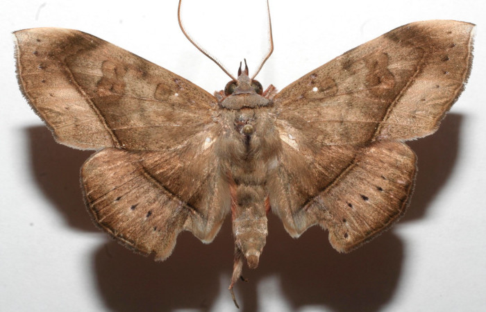 Fig. 23. Adulto de <i>Argidia wedelina</i>  (Erebide), con patrones es sus alas anteriores y posteriores muy similar a <i>Argidia</i> Poole05DHJ02  y <i>Argidia aufidia</i>. Voucher: 08-SRNP-105069-DHJ629133.