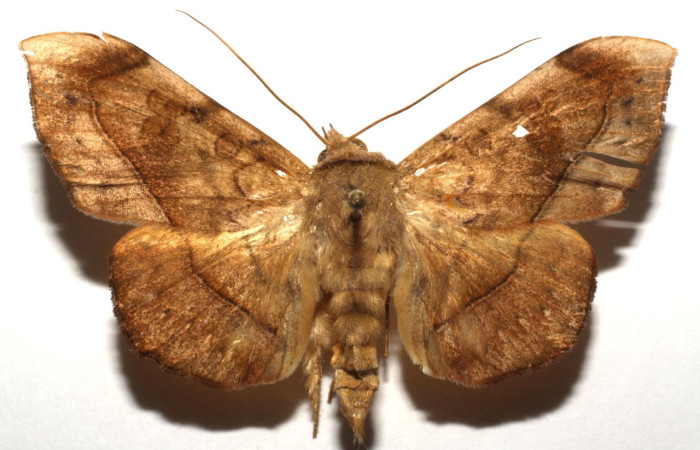 Fig. 24. Adulto de <i>Argidia aufidia</i>  (Erebide), con patrones es sus alas anteriores y posteriores muy similar a <i>Argidia wedelina</i> y <i>Argidia</i> Poole05DHJ02. Voucher: 16-SRNP-105639-DHJ692154