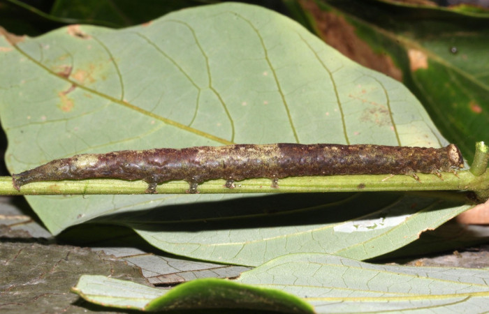 Fig. 13. Larva de <i>Argidia</i> Poole05DHJ02 (Erebidae), comiendo <i>Lonchocarpus heptaphyllus </i>(Fabaceae), Voucher: 17-SRNP-31805-DHJ739611.