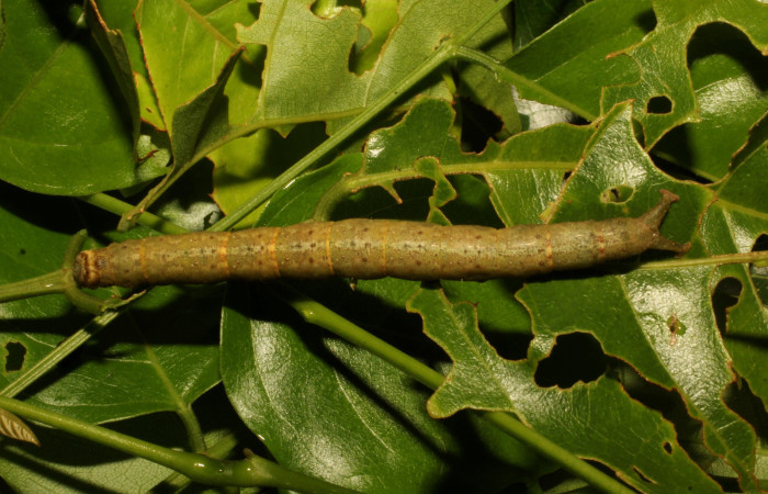 Fig. 12 Larva de <i>Argidia</i> Poole05DHJ01 (Erebidae), alimentandose de <i>Lonchocarpus guatemalensis</i>, cuerpo con pequeños puntos des color beige.Voucher: 22-SRNP-65254-DHJ791410.