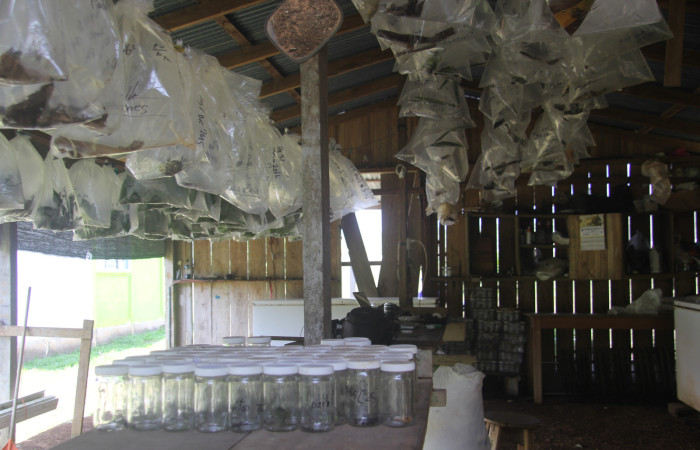 Fig. 4. Galerón de crianza Brasilia, ingresando datos a la Base Datos, una vez ingresado se rotula cada bolsa con un numero consecutivo, nombre planta hospedera, familia larva, entre otros datos. Parataxónomo Duvalier Briceño.