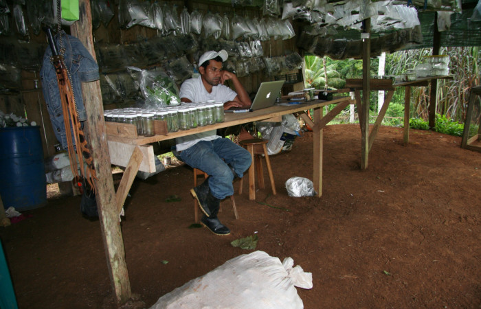 Fig. 5. Galerón de crianza Brasilia, ingresando datos a la Base Datos, una vez ingresado se rotula cada bolsa con un numero consecutivo, nombre planta hospedera, familia larva, entre otros datos. Parataxónomo Duvalier Briceño.